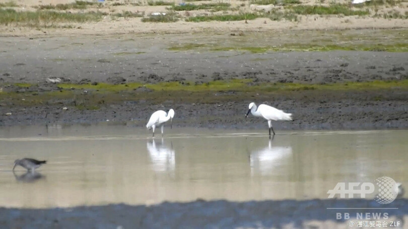 希少種のカラシラサギの撮影に成功、環境改善の成果 広東省湛江市