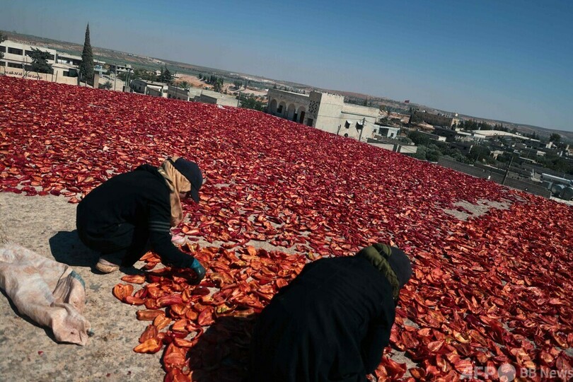 【今日の1枚】屋上をキャンバスに、唐辛子を天日干し シリア