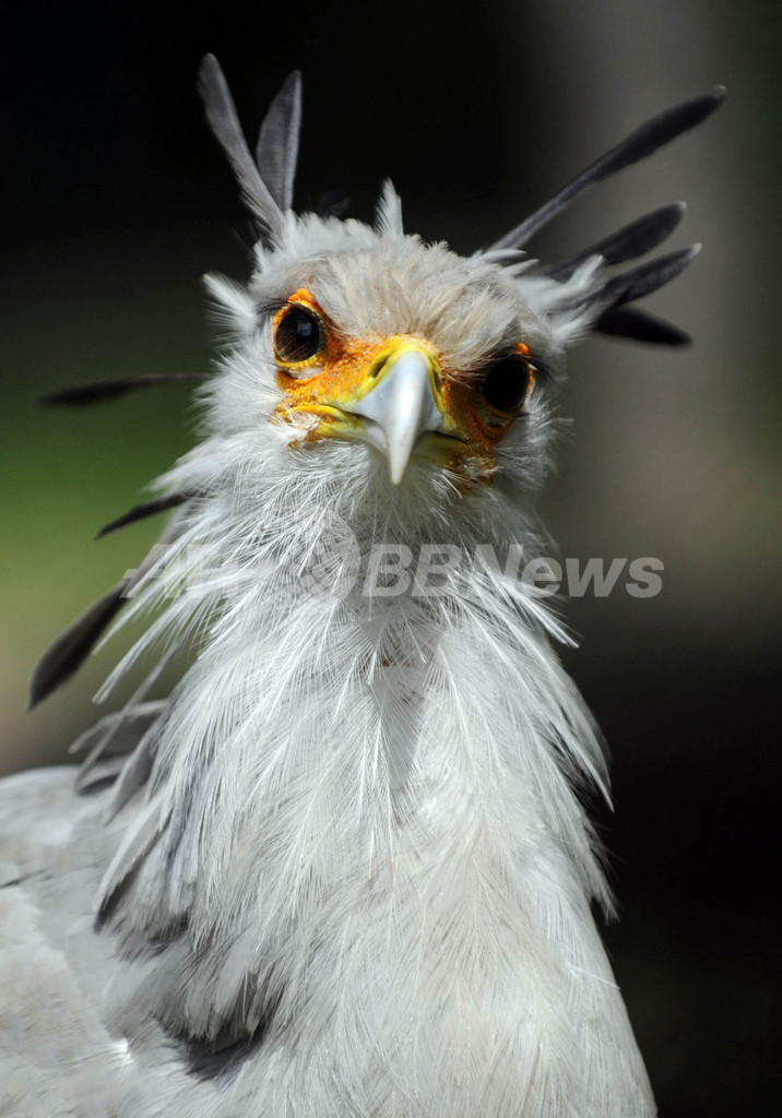 アフリカ原産の猛禽類、ヘビクイワシ ベルリン動物園