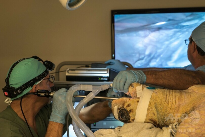 乳頭腫のウミガメ増加、対応に追われる米フロリダの「カメ病院」