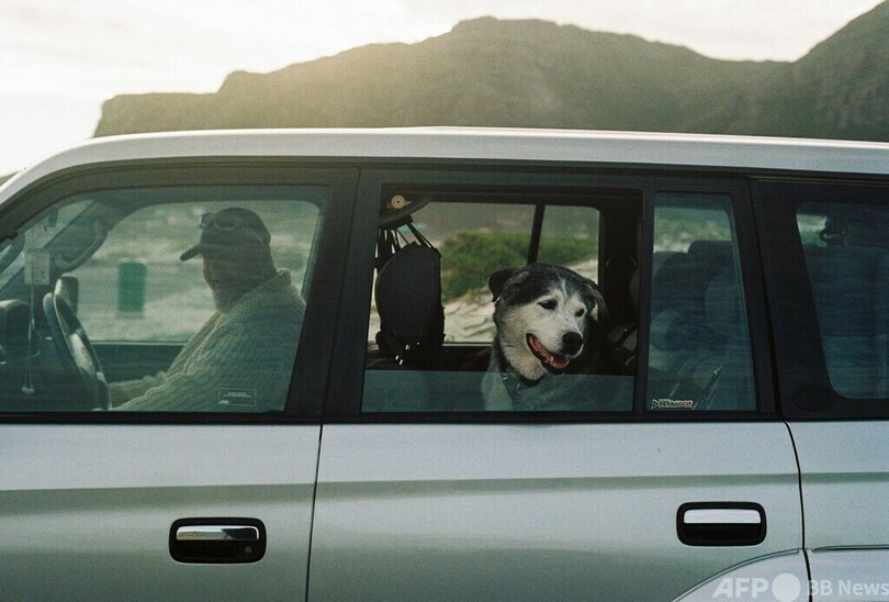 南アフリカ名物、砂浜を駆ける犬ぞり