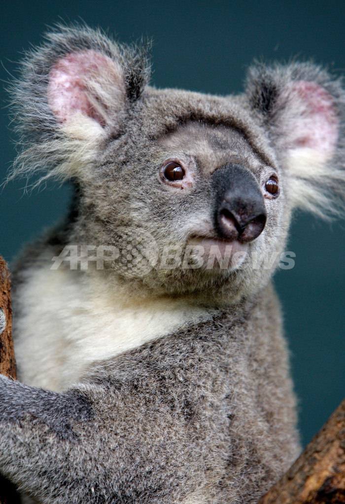 コアラの「ペトラ」、クリプトコッカス症に感染、シドニーの動物園で治療中