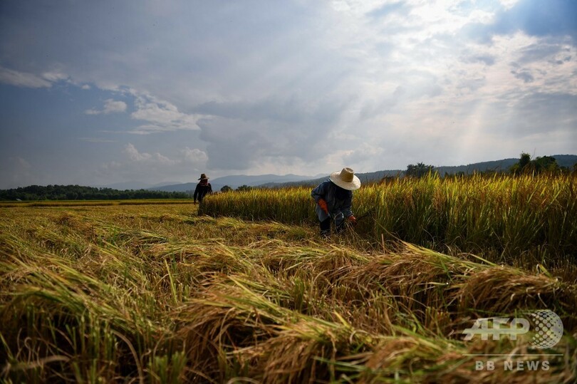 農薬と借金まみれの農業にさよなら エコな農法でよみがえったタイの村