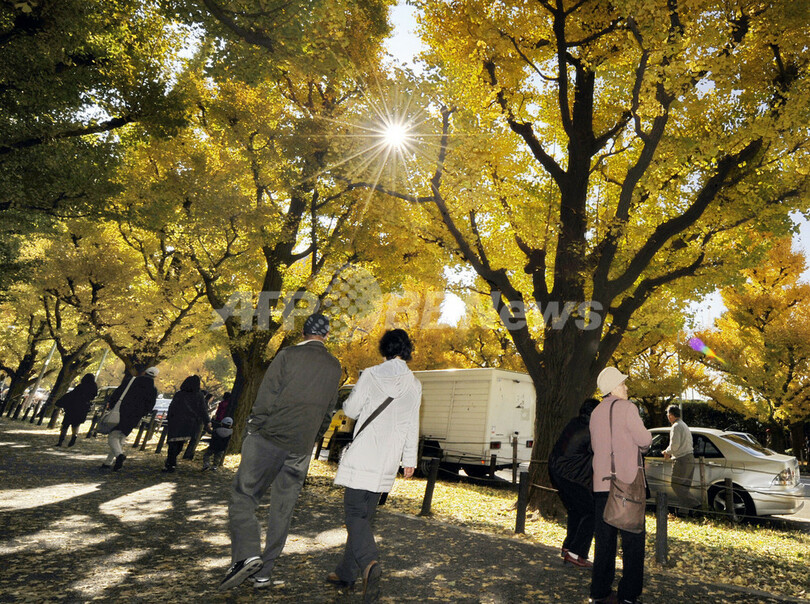 黄色に色づくイチョウ並木