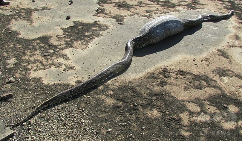 ニシキヘビ、ヤマアラシをのみこんで死ぬ 南ア