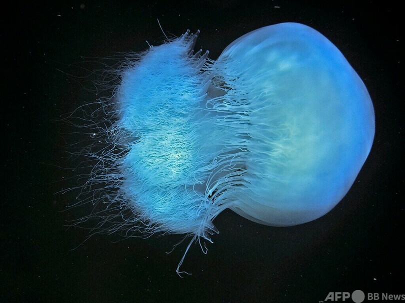 クラゲの一種、地中海生態系の脅威に レバノン