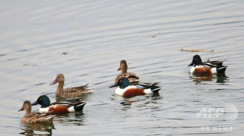 「希少種の野鳥の楽園」 湖北省の天河流域、水質も改善 中国