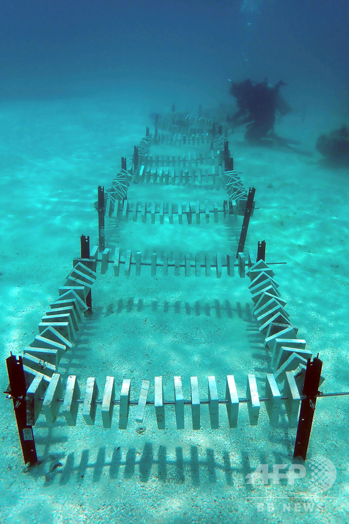 豪グレートバリアリーフ最大の再生計画、サンゴの卵数百万個採取へ 