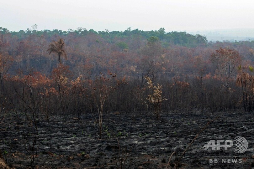 アマゾン森林火災、2日間で新たに1663件 土地の伐開で事態悪化か