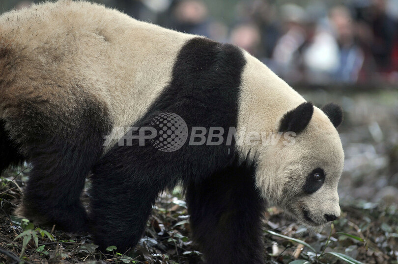 メディアもなんのその、マイペースに過ごす米国生まれのパンダ 中国