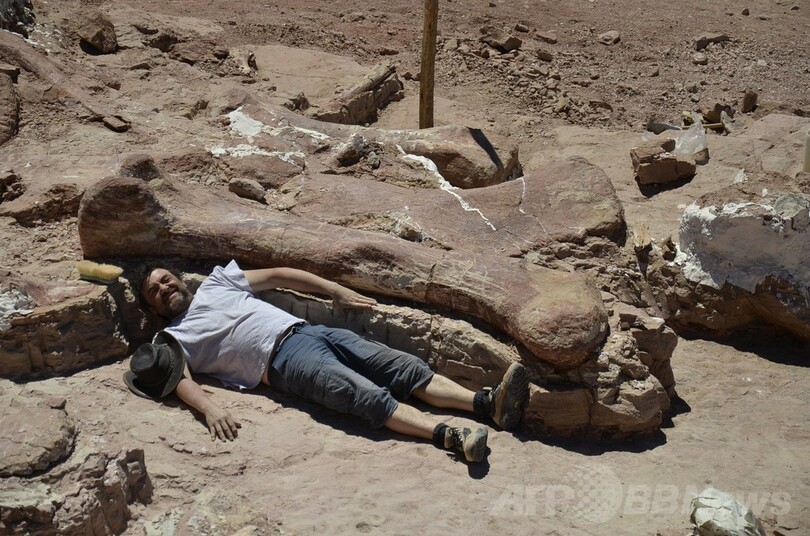 世界最大級の恐竜化石を発見、体重はゾウ14頭分 アルゼンチン