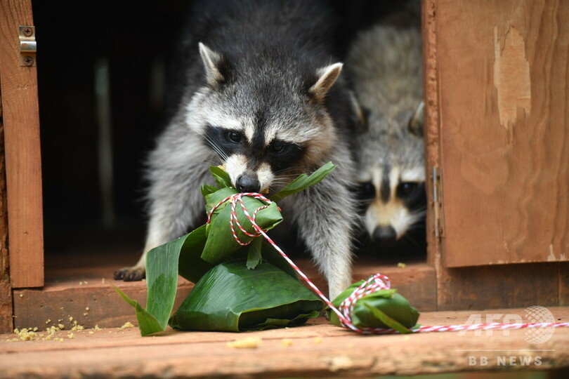 パンダもアライグマも幸せ！雲南野生動物園が端午節に「特製ちまき」をプレゼント