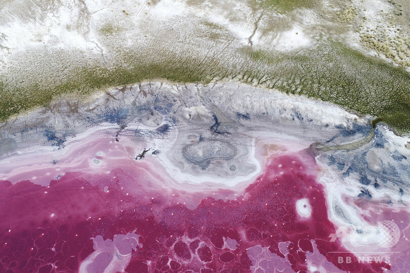 砂漠に輝く宝石のよう、ピンク色の湖 中国・内モンゴル