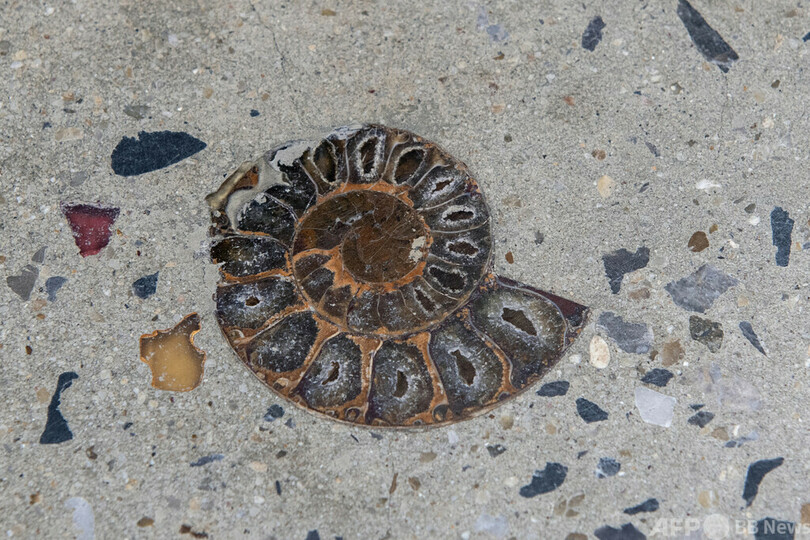 商業施設の歩道から6600万年前の化石 バンコク