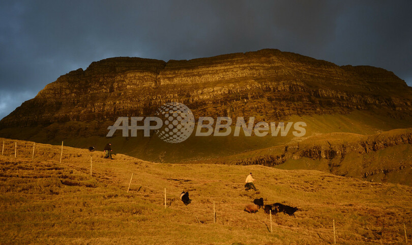 ちょこっと旅気分、ヒツジが草はむフェロー諸島