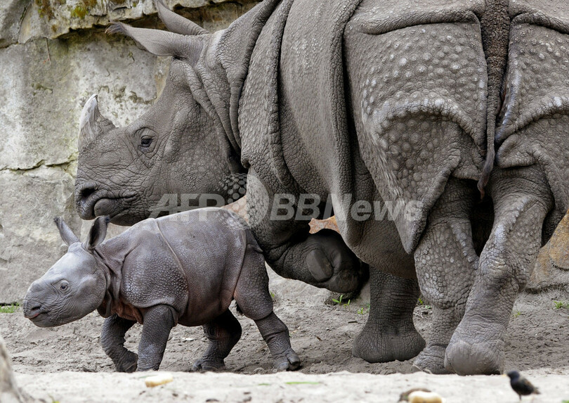 ベルリンの動物園にインドサイの赤ちゃん