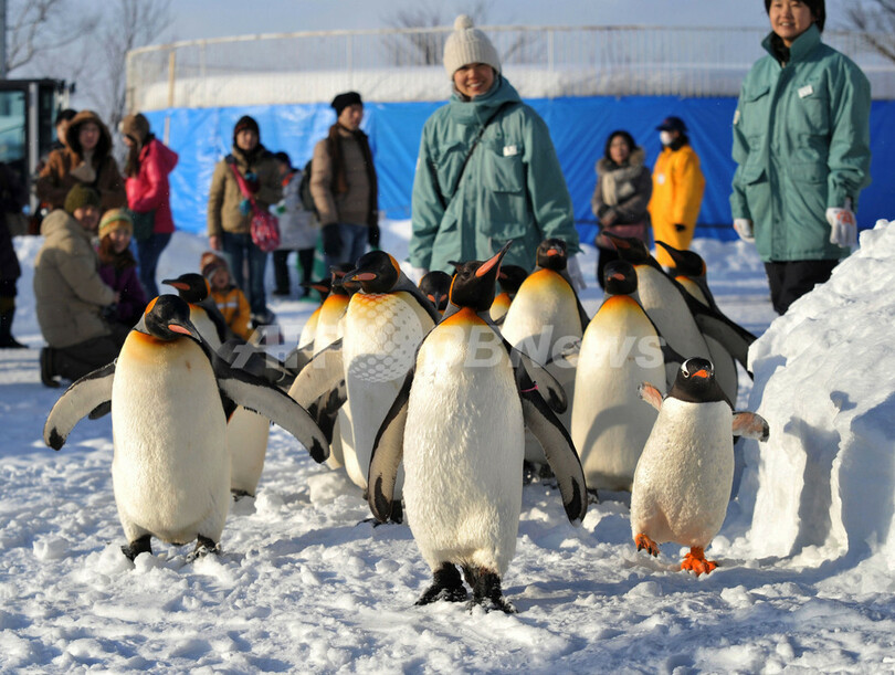 雪道はまかせて！旭山動物園のペンギンたち