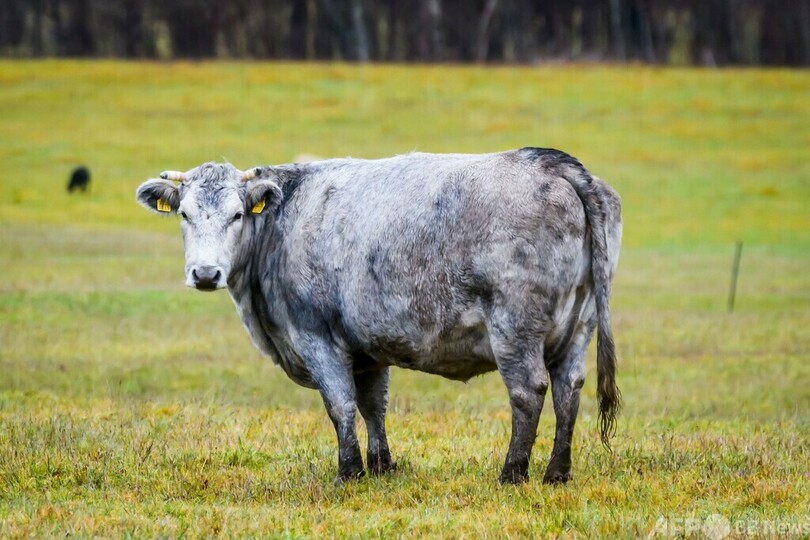 ラトビアの象徴、青い牛 絶滅の危機から復活