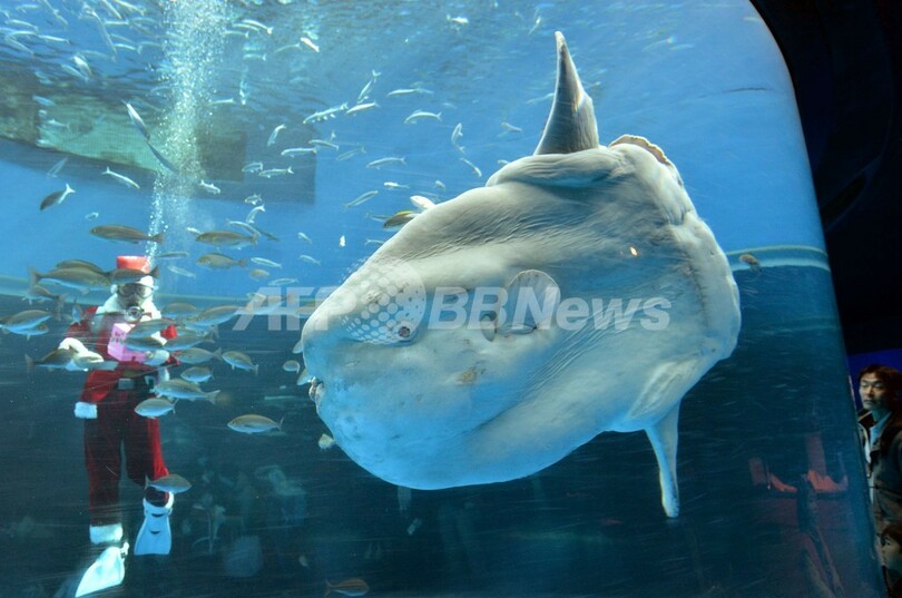 横浜 八景島シーパラダイスのクリスマス 写真7枚 国際ニュース Afpbb News 横浜 八景島シーパラダイスのクリスマス 写真7枚 国際ニュース Afpbb News