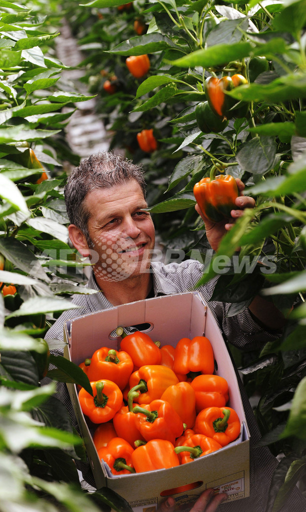 ピーマン輸出大国オランダ