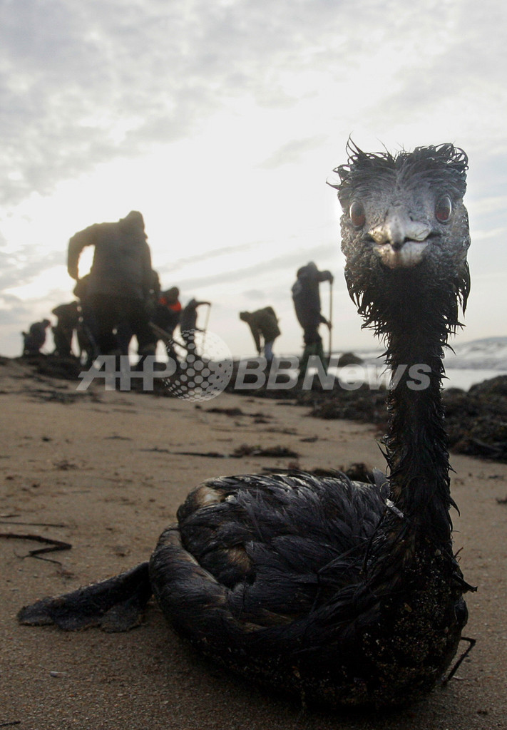 黒海で流出の重油 回収作業に露軍数百人 鳥3万羽と魚約9000匹が死亡 写真4枚 国際ニュース Afpbb News 黒海で流出の重油 回収作業に露軍数百人 鳥3万羽と魚約9000匹が死亡 写真4枚 国際ニュース Afpbb News