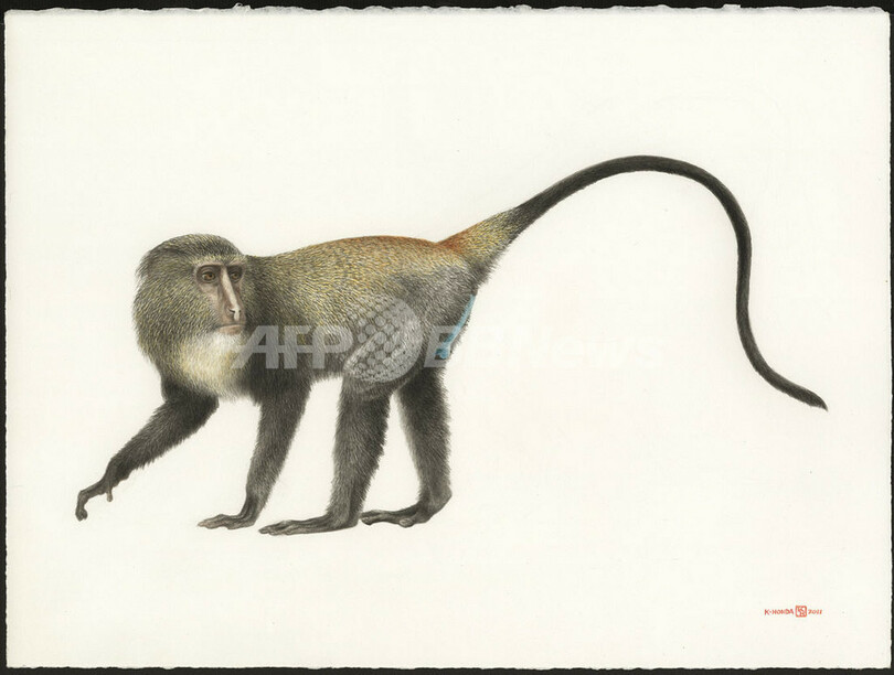 コンゴで新種のサル見つかる、現地名は「レスラ」