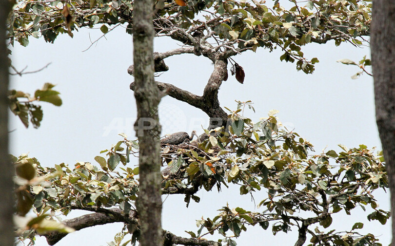 絶滅危機のトキ、カンボジアで新たな生息地を確認 WWF