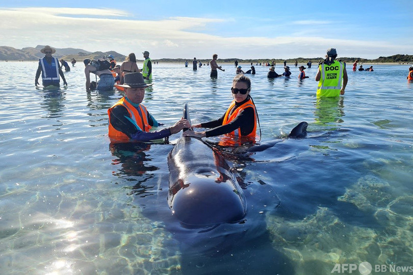 クジラ大量打ち上げで知られる岬に49頭漂着、NZ