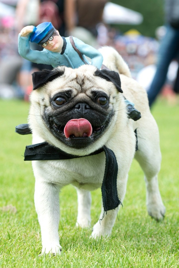 パグとブルドッグが大集合、ドイツでレースイベント