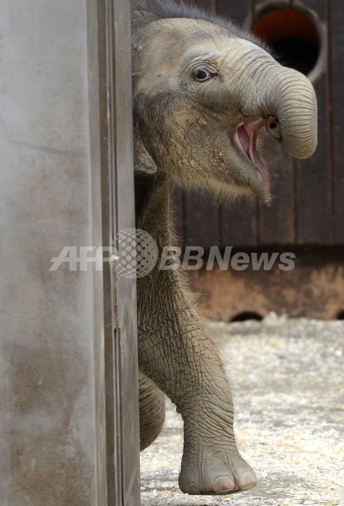 お母さんに甘える赤ちゃんゾウ、チェコ