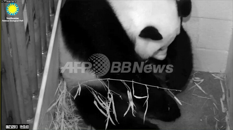 米首都で赤ちゃんパンダ誕生、父親は「まだ不明」