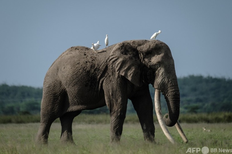 密猟ではなくアボカド…ケニアのゾウに新たな脅威