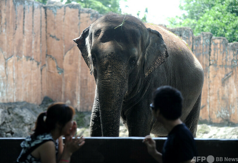 43歳のゾウ、比動物園で死ぬ 「独房」との非難も保護区への移送なく