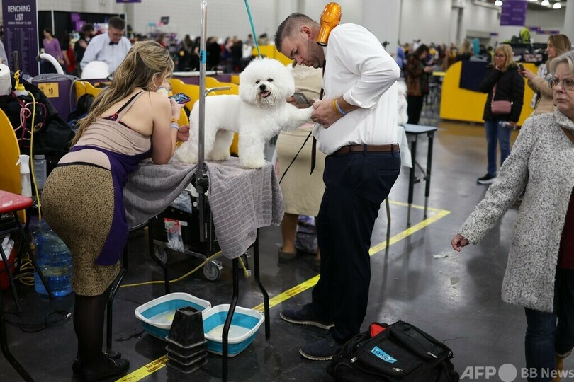 【今日の1枚】お手入中にうっとり 米伝統のドッグショー