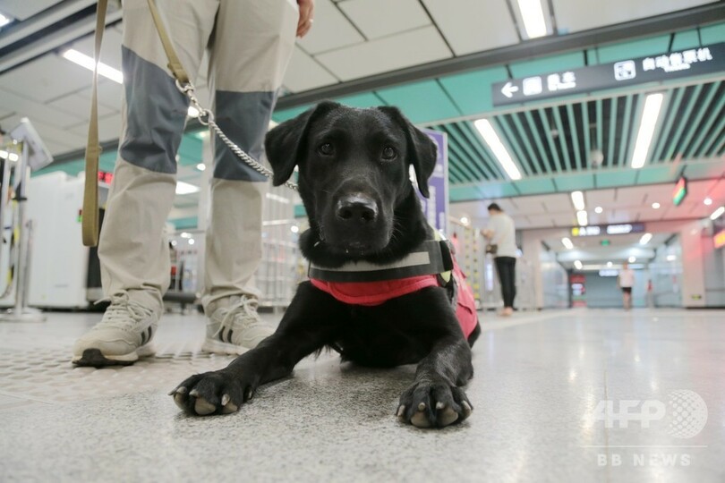 盲導犬が西安の地下鉄で特訓中 10月には視覚障害者の「相棒」に