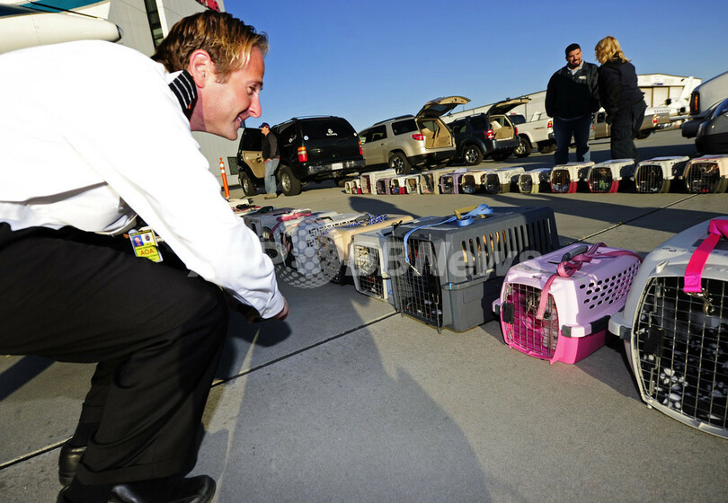 空飛ぶチワワたち、第2の人生は幸せに！