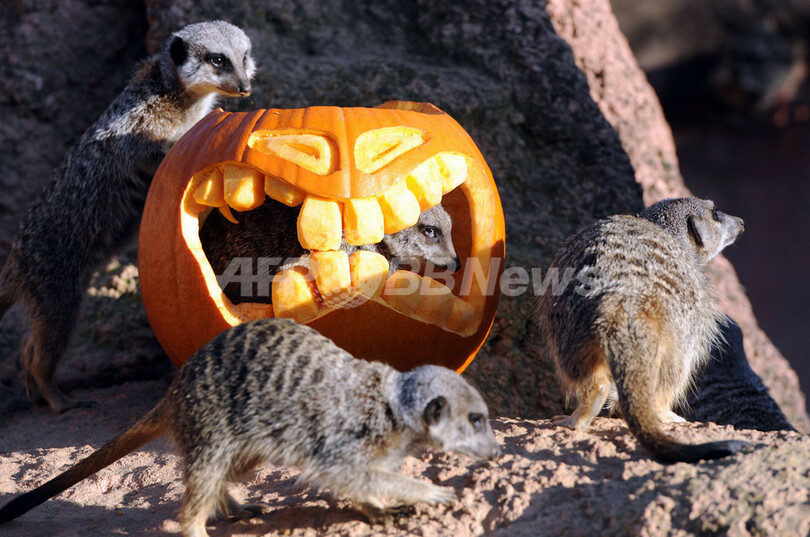 カボチャお化けがミーアキャットをパクッ！？ドイツ