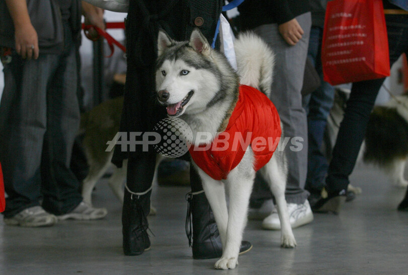 パンダ？ではなくて犬、急成長の中国ペット美容業界