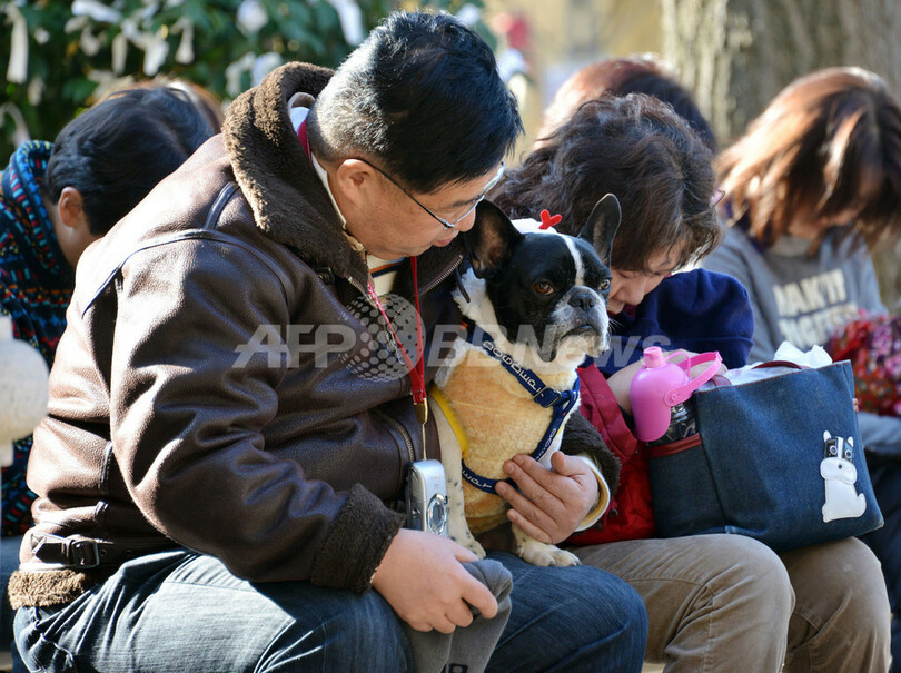 ペットも幸運祈願、都内神社に初詣