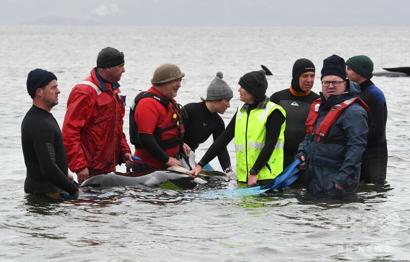 浅瀬でクジラ90頭死ぬ 残り180頭の救出「困難」 豪タスマニア島