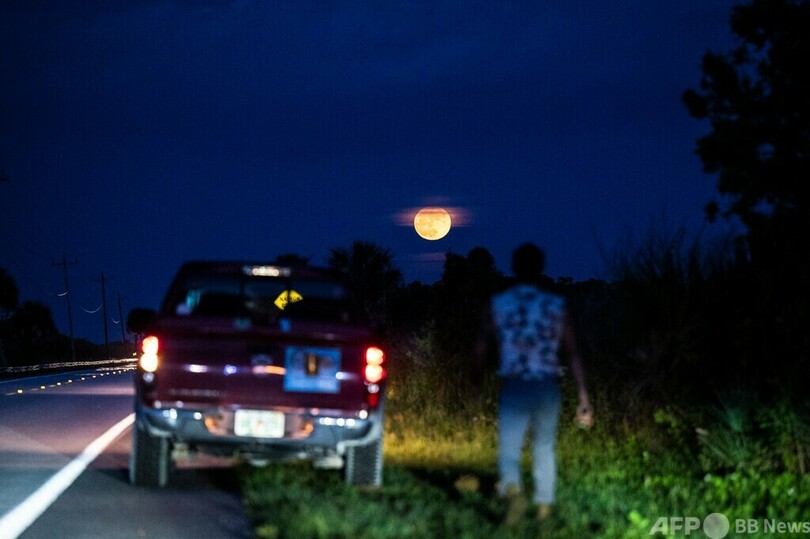 外来種のニシキヘビ駆除 退役兵らが自然保護活動 米フロリダ