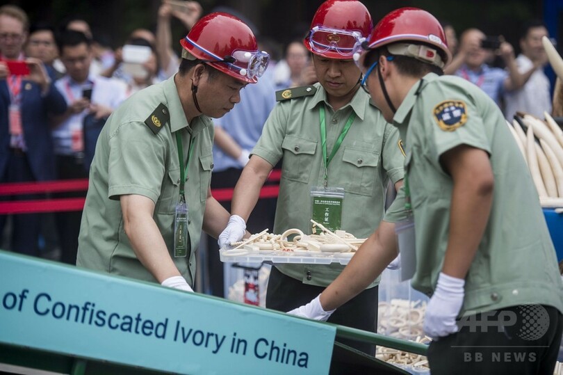 中国で象牙製品600キロを粉砕、違法売買のイメージ払しょくへ