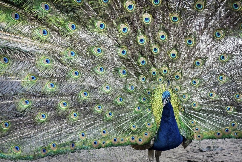 視線も誇らしげ？堂々たる羽を広げるクジャク