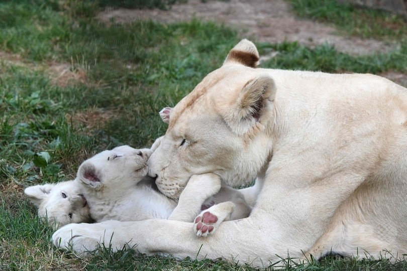 極めて珍しい五つ子のホワイトライオン チェコ 写真18枚 国際ニュース Afpbb News
